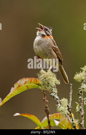 Rufous-Kragen Sparrow (Zonotrichia Capensis) thront auf einem Ast an der Tapichalaca-Reserve im Südosten Ecuadors. Stockfoto