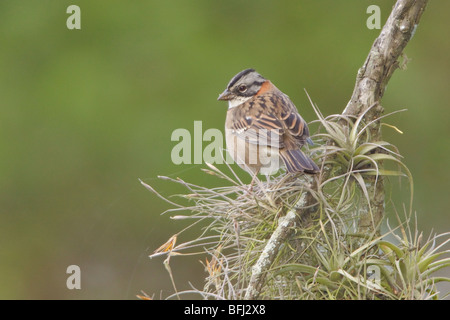 Rufous-Kragen Sparrow (Zonotrichia Capensis) thront auf einem Ast in der Jerusalem-Reserve in zentralen Ecuador. Stockfoto