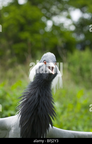 Demoiselle Kran (Anthropoides Virgo). Demonstrative Aggression; männliche verteidigenden Nestbereich aus einer vermeintlichen Bedrohung. Stockfoto