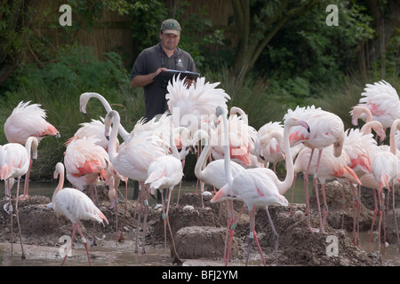 Rosaflamingos (Phoenicopterus Ruber Ruber). Forscher unter Brutkolonie, Federwild und Feuchtgebiete Trust, Slimbridge. Stockfoto