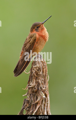 Glänzende Sunbeam (Aglaeactis Cupripennis) thront auf einem Ast in der Nähe von Papallacta Pass im Hochland von Zentral Ecuador. Stockfoto