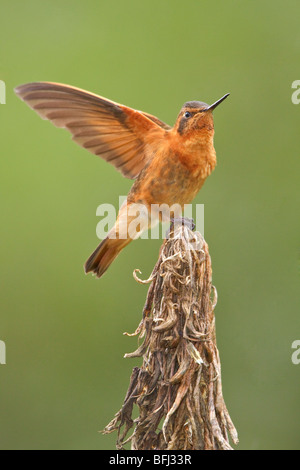 Glänzende Sunbeam (Aglaeactis Cupripennis) thront auf einem Ast in der Nähe von Papallacta Pass im Hochland von Zentral Ecuador. Stockfoto