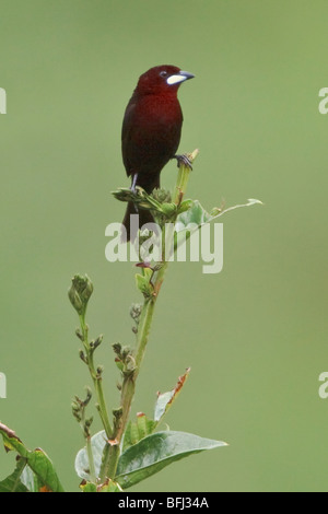 Silber-Schnabel Tanager (Ramphocelus Carbo) thront auf einem Ast in der Nähe von Podocarpus Nationalpark im Südosten Ecuadors. Stockfoto