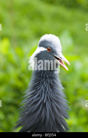 Demoiselle Cranne (Anthropoides Virgp). Männlich, Bedrohung Haltung. Stockfoto