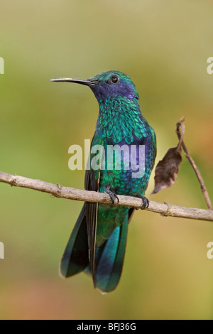 Funkelnde Violetear (Colibri Coruscans) thront auf einem Ast in Cuenca im Süden Ecuadors. Stockfoto