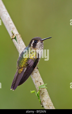 Gesprenkelter Kolibri (Adelomyia Melanogenys) thront auf einem Ast in Tandayapa Tal von Ecuador. Stockfoto