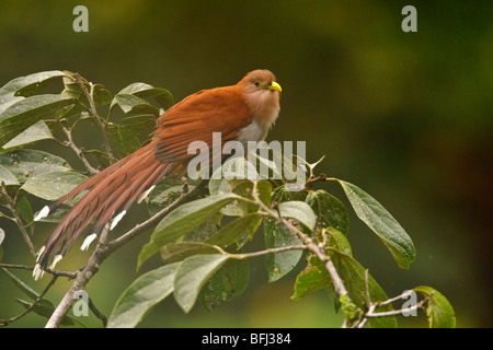 Eichhörnchen-Kuckuck (Piaya Cayana) thront auf einem Ast in Tandayapa Tal von Ecuador. Stockfoto