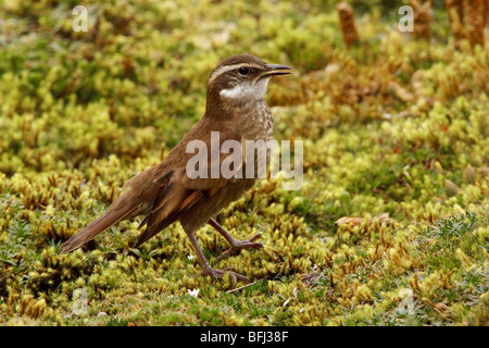 Stout-billed Cinclodes (Cinclodes Excelsior) thront auf Paramo Vegetation im Hochland von Ecuador. Stockfoto