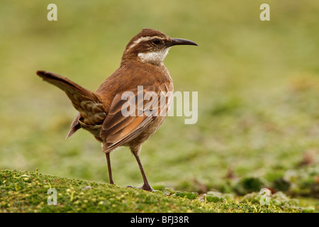 Stout-billed Cinclodes (Cinclodes Excelsior) thront auf Paramo Vegetation im Hochland von Ecuador. Stockfoto