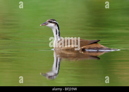 Pantropisch (Heliornis Fulica) schwimmen in einem Nebenfluss des Flusses Napo im Amazonasgebiet Ecuadors. Stockfoto