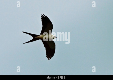 Swallow-tailed Kite (Elanoides Forficatus) fliegen overhead in Tandayapa Tal im Nordwesten Ecuadors. Stockfoto