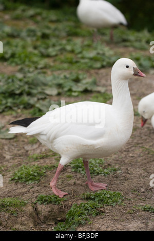 Ross es Gans (Anser Rossii). Erwachsene gehen. Stockfoto