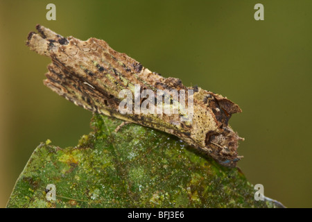 Eine Motte in Tandayapa Tal von Ecuador. Stockfoto