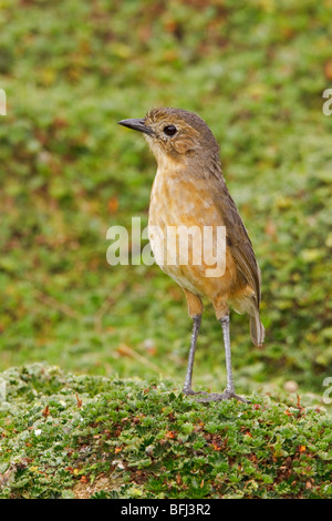 Tawny Antpitta (Grallaria Quitensis) thront auf Paramo Vegetation im Hochland von Ecuador. Stockfoto