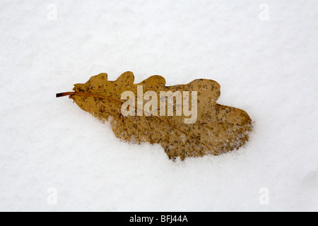Eichenblatt auf Schnee Stockfoto