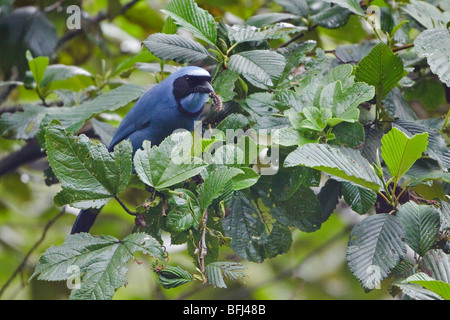 Türkis Jay (Cyanolyca Turcosa) thront auf einem Ast in der Nähe von Papallacta Pass im Hochland von Zentral Ecuador. Stockfoto