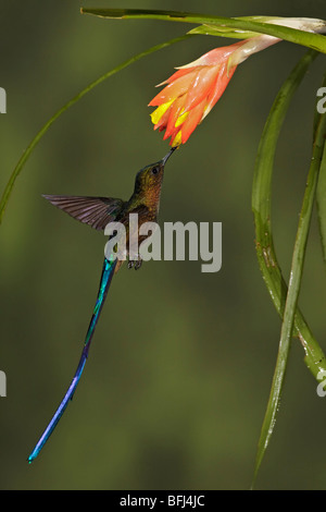 Eine männliche violett-tailed Sylph (Aglaiocercus Coelestis) Fütterung auf eine Blume während des Fluges in Tandayapa Tal in Ecuador. Stockfoto