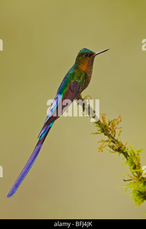 Eine männliche violett-tailed Sylph (Aglaiocercus Coelestis) thront auf einem Ast im Tandayapa Tal in Ecuador. Stockfoto