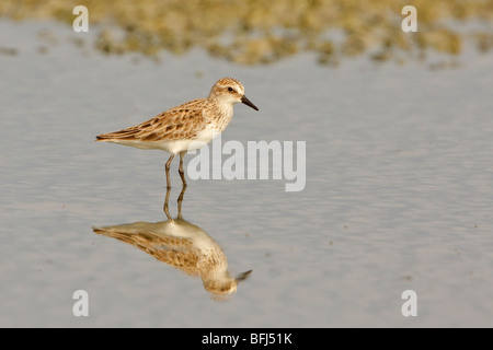 Western Strandläufer (Calidris Mauri) Fütterung im Wattenmeer an der Küste Ecuadors. Stockfoto