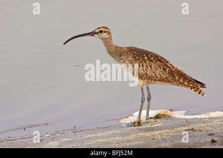 Regenbrachvogel (Numenius Phaeopus) Fütterung im Wattenmeer an der Küste Ecuadors. Stockfoto