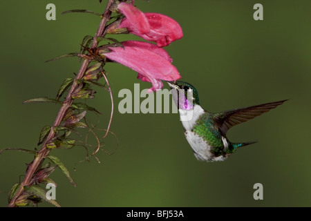 White-bellied Woodstar (Chaetocercus Mulsant) Fütterung auf eine Blume während des Fluges in der Guango Lodge in Ecuador. Stockfoto