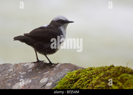 White-capped Wasseramseln (Cinclus Leucocephalus) thront auf einem Felsen neben einem rauschenden Bach im Hochland von Zentral Ecuador. Stockfoto