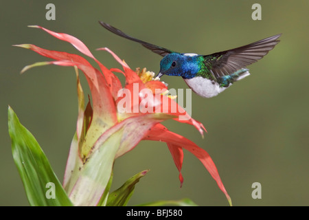 Weiß-necked Jakobiner (Florisuga Mellivora) Fütterung auf eine Blume während des Fluges in der Bueneventura Lodge in Südwest-Ecuador. Stockfoto