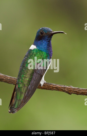 Weiß-necked Jakobiner (Florisuga Mellivora) thront auf einem Ast im Buenaventura Lodge in Südwest-Ecuador. Stockfoto