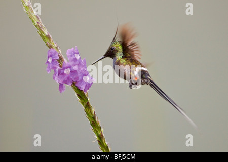 Draht-crested Thorntail (Popelairia Popelairii) Fütterung auf eine Blume in der Nähe von Podocarpus Nationalpark im Südosten Ecuadors. Stockfoto