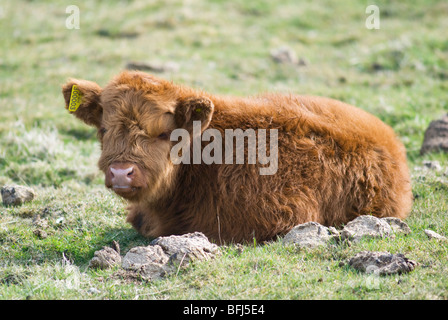 Scottish Highland Rasse Kalb auf der Weide Stockfoto