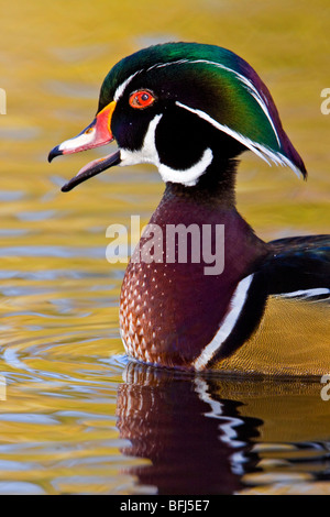 Holz-Ente (Aix Sponsa) schwimmen am goldenen See in Victoria, BC, Kanada. Stockfoto