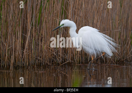 Silberreiher (Casmerodius Albus) - Europäische Silberreiher Stockfoto