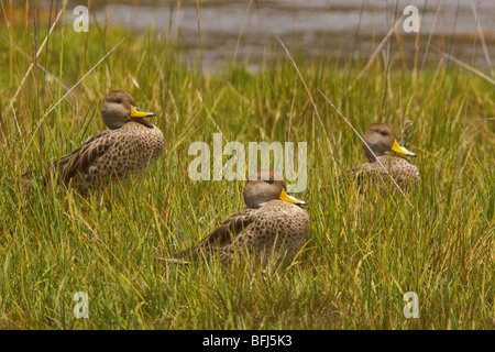 Gelb-billed Pintail (Anas Georgica) in einem Sumpf im Hochland von Ecuador. Stockfoto