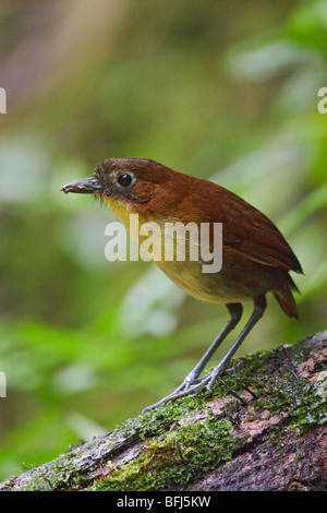 Eine gelbe-breasted Antpitta (Grallaria Flavotincta) thront auf einem Baumstamm in Tandayapa Tal von Ecuador. Stockfoto