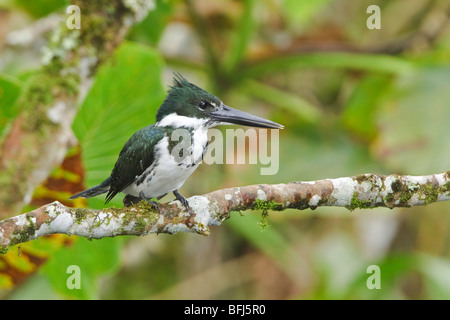 Amazon Kingfisher (Chloroceryle Amazona) thront auf einem Ast in der Nähe des Flusses Napo im Amazonasgebiet Ecuadors. Stockfoto