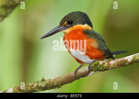 Amerikanische Pygmy Kingfisher (Chloroceryle Aenea) thront auf einem Ast in der Nähe des Flusses Napo im Amazonasgebiet Ecuadors. Stockfoto