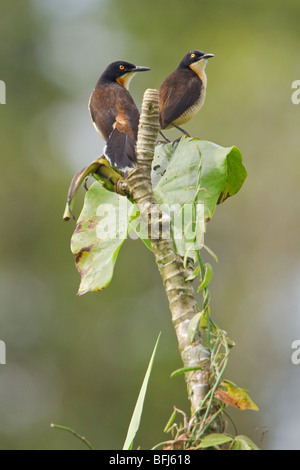 Schwarz-capped Donacobius (Donacobius Atricapillius) thront auf einem Ast in der Nähe des Flusses Napo im Amazonasgebiet Ecuadors. Stockfoto