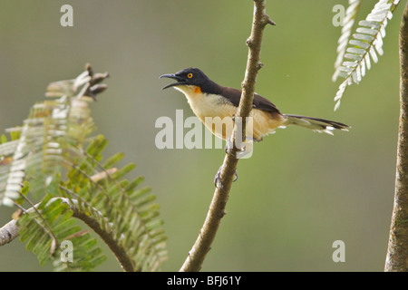 Schwarz-capped Donacobius (Donacobius Atricapillius) thront auf einem Ast in der Nähe des Flusses Napo im Amazonasgebiet Ecuadors. Stockfoto