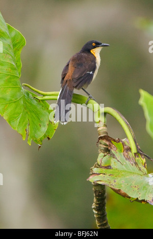 Schwarz-capped Donacobius (Donacobius Atricapillius) thront auf einem Ast in der Nähe des Flusses Napo im Amazonasgebiet Ecuadors. Stockfoto