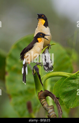 Schwarz-capped Donacobius (Donacobius Atricapillius) thront auf einem Ast in der Nähe des Flusses Napo im Amazonasgebiet Ecuadors. Stockfoto