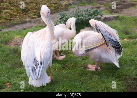 Östliche weiße Pelikane (Pelecanus Onocrotalus). Putzen. London Zoo. Zoological Society of London, Regents Park. Stockfoto