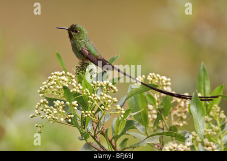 Schwarz-angebundene Trainbearer Kolibri (Lesbia Victoriae) thront auf einem Ast im Hochland von Ecuador. Stockfoto