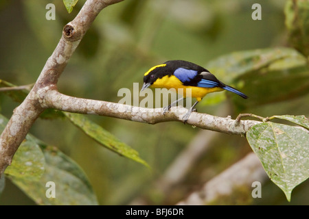 Blue-winged Berg Tanager (Anisognathus Somptuosus) thront auf einem Ast in Tandayapa Tal von Ecuador. Stockfoto