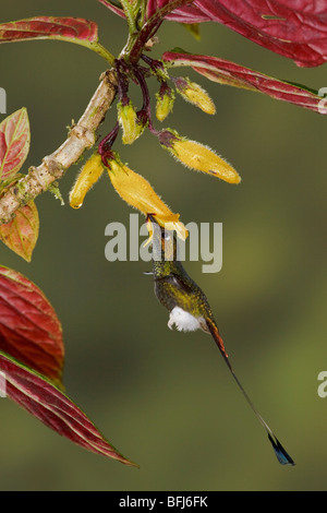 Gestarteten Schläger-Tail Kolibri (Grundfarbe Underwoodii) Fütterung auf eine Blume während des Fluges in Tandayapa Tal von Ecuador. Stockfoto