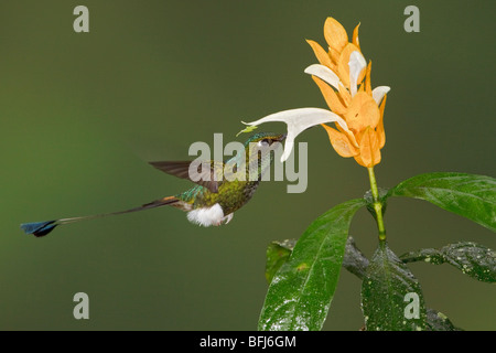 Gestarteten Schläger-Tail Kolibri (Grundfarbe Underwoodii) Fütterung auf eine Blume während des Fluges in Tandayapa Tal von Ecuador. Stockfoto