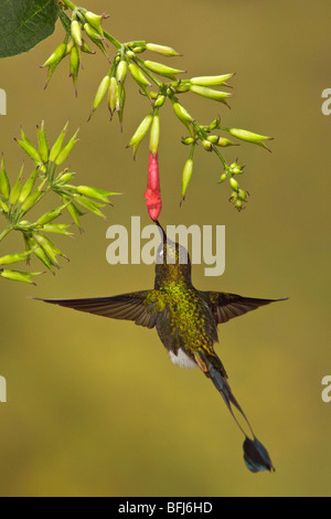 Eine männliche Booted Schläger-Tail Kolibri (Grundfarbe Underwoodii) fliegen und Fütterung eine Blume im Tandayapa Tal in Ecuador. Stockfoto