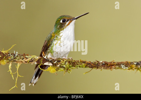 Ein Kolibri gebootet Schläger-Tail (Grundfarbe Underwoodii) thront auf einem Ast in Tandayapa Tal von Ecuador. Stockfoto