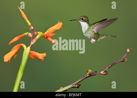 Ein Smaragd der Anden-Kolibri (Amazilia Franciae) Fütterung auf eine Blume während des Fluges in Tandayapa Tal von Ecuador. Stockfoto