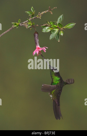 Buff-winged Starfrontlet (Coeligena Lutetiae) fliegen und Fütterung eine Blume an der Yanacocha Reserve in der Nähe von Quito, Ecuador. Stockfoto