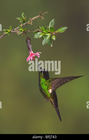 Buff-winged Starfrontlet (Coeligena Lutetiae) fliegen und Fütterung eine Blume an der Yanacocha Reserve in der Nähe von Quito, Ecuador. Stockfoto